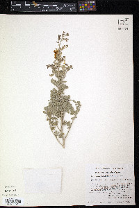 Coursetia axillaris image