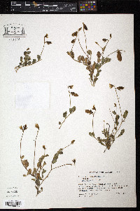 Crotalaria rotundifolia image