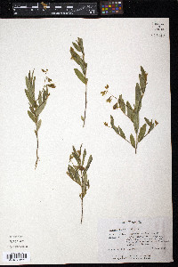 Crotalaria sagittalis image