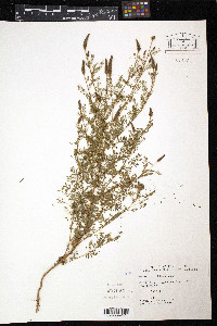 Dalea albiflora image