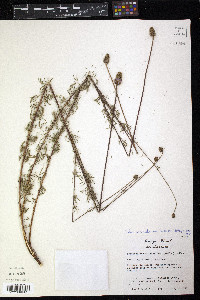 Dalea compacta var. pubescens image