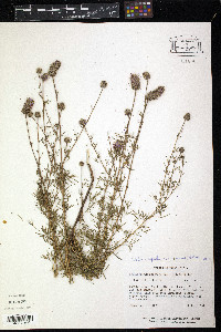 Dalea compacta var. pubescens image