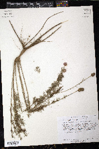 Dalea tenuifolia image