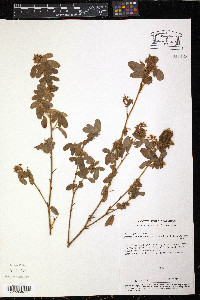 Desmodium barbatum image