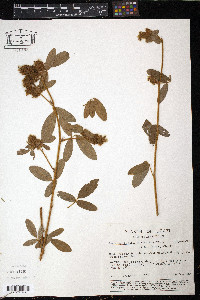 Desmodium barbatum image
