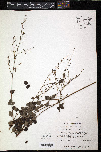 Desmodium marilandicum image
