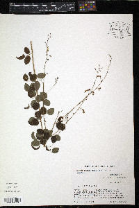 Desmodium marilandicum image