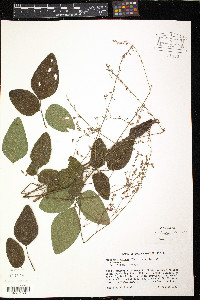 Desmodium glabellum image