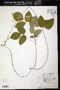 Hylodesmum nudiflorum image