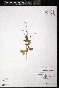 Desmodium obtusum image