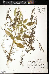 Desmodium tortuosum image