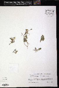 Desmodium triflorum image