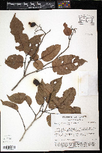Dialium guianense image