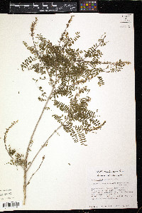 Eysenhardtia texana image