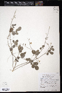 Galactia canescens image