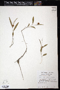 Galactia marginalis image