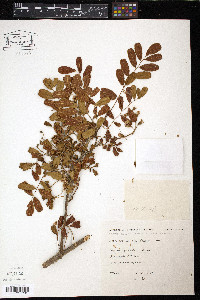 Geoffroea spinosa image