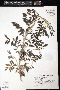 Indigofera suffruticosa image