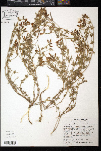 Ottleya greenei image