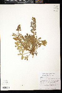 Lupinus subcarnosus image