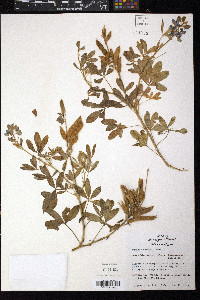 Lupinus texensis image