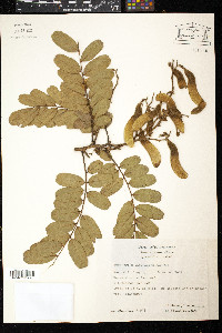 Machaerium biovulatum image