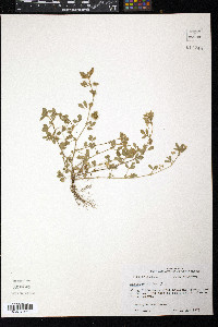 Medicago minima image