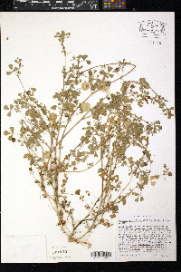 Medicago orbicularis image