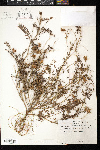 Onobrychis crista-galli image