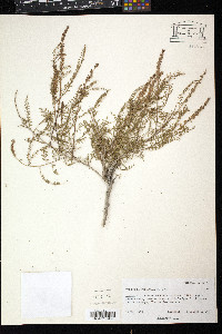 Parryella filifolia image