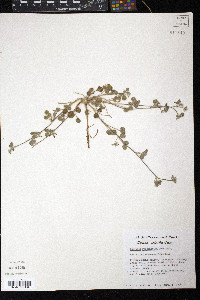 Pediomelum rhombifolium image