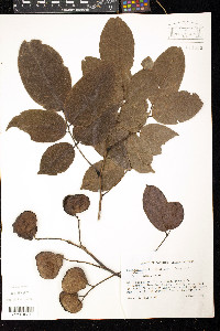 Pterocarpus officinalis image