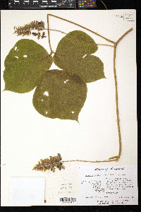 Pueraria montana var. lobata image