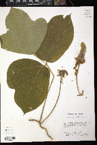 Pueraria montana var. lobata image