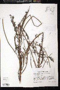 Sesbania herbacea image