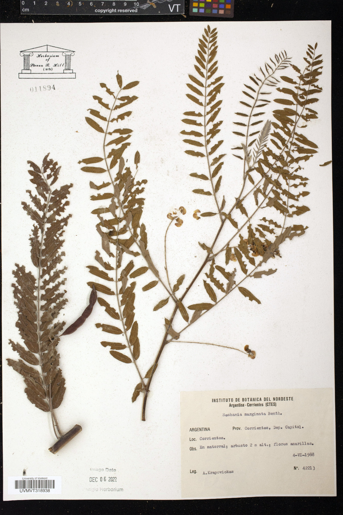 Sesbania marginata image