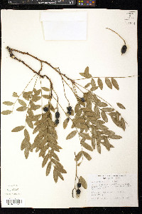 Styphnolobium affine image