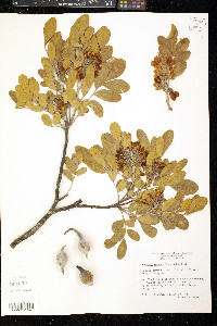 Dermatophyllum secundiflorum image
