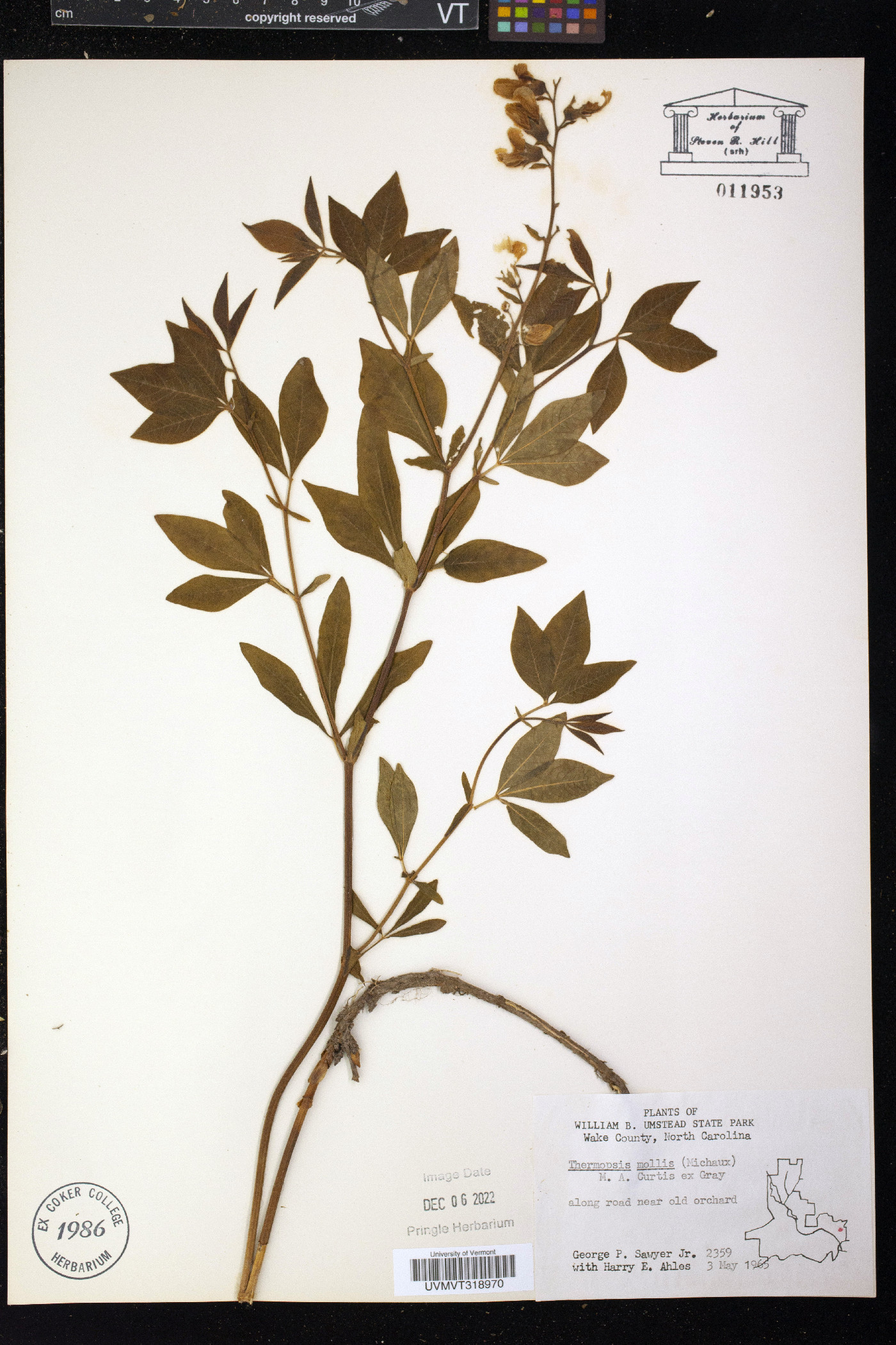 Thermopsis mollis image
