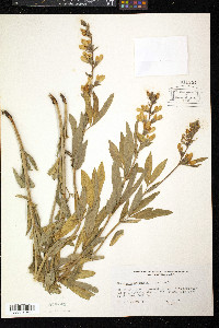 Thermopsis montana image