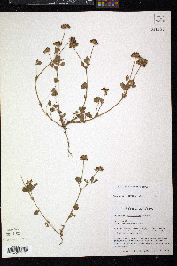 Trifolium bejariense image