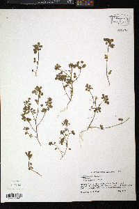 Trifolium dubium image