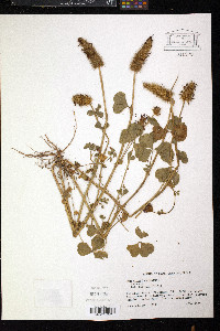 Trifolium incarnatum image