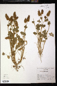 Trifolium incarnatum image
