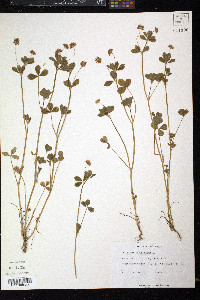 Trifolium resupinatum image