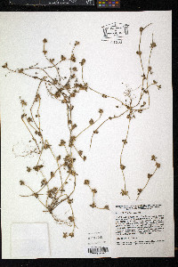 Trifolium scabrum image
