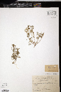 Media resource of Trigonella spinosa