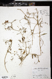 Vicia cracca image
