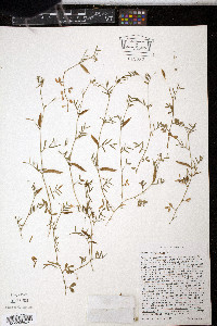 Vicia lathyroides image