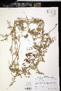 Vicia ludoviciana image